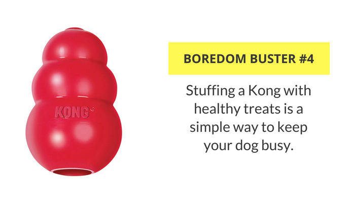33 Ways to Keep Your Dog Busy Indoors