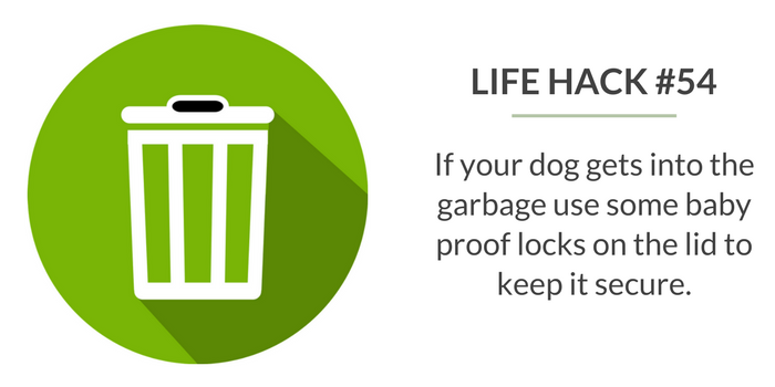 59 Simple Life Hacks for Dog Owners