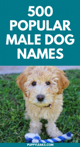 Popular Male Dog Names