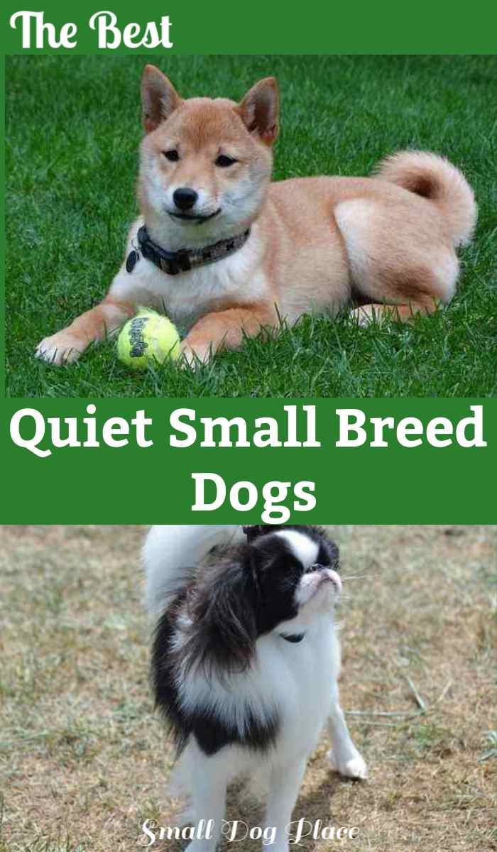 Quiet Small Breed Dogs List