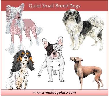 Quiet Small Breed Dogs Graphic