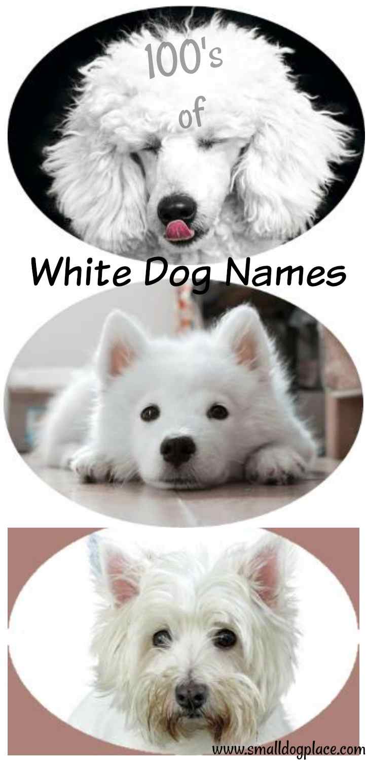 Giant list of White Dog Names