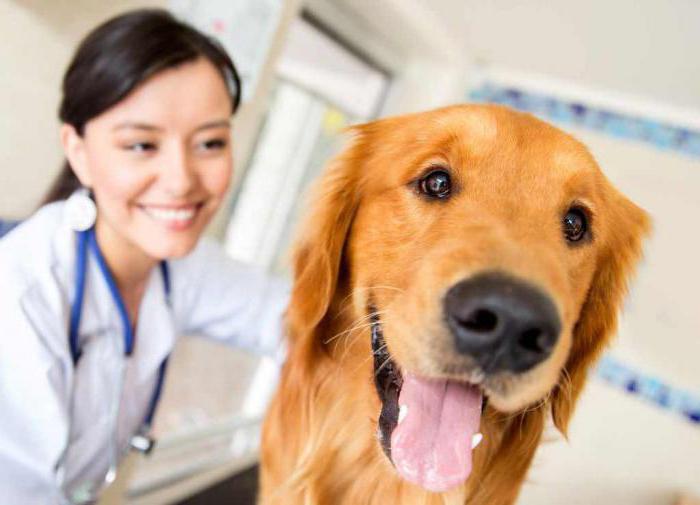 энцефалит у собак симптомы