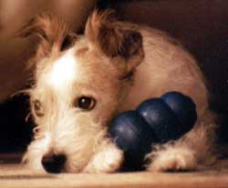 The Jack Russell Terrier can make a terrific family pet - in the right environment