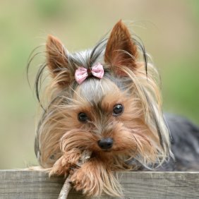 Йоркширский терьер описание породы, фото, характеристика, клички для собак, цена щенков, гипоаллергенный: да