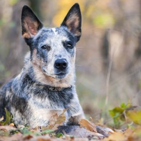 Австралийская пастушья собака описание породы, фото, характеристика, клички для собак, цена щенков, гипоаллергенный: нет