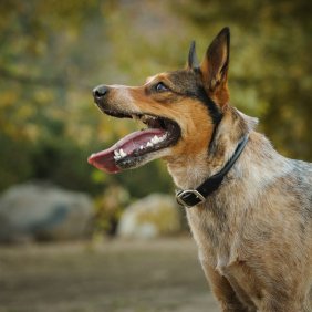 Австралийская короткохвостая пастушья собака описание породы, фото, характеристика, клички для собак, цена щенков, гипоаллергенный: нет
