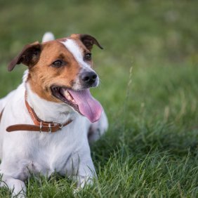 Датско-шведская фермерская собака описание породы, фото, характеристика, клички для собак, цена щенков, гипоаллергенный: нет