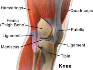 stifle meniscus diagram