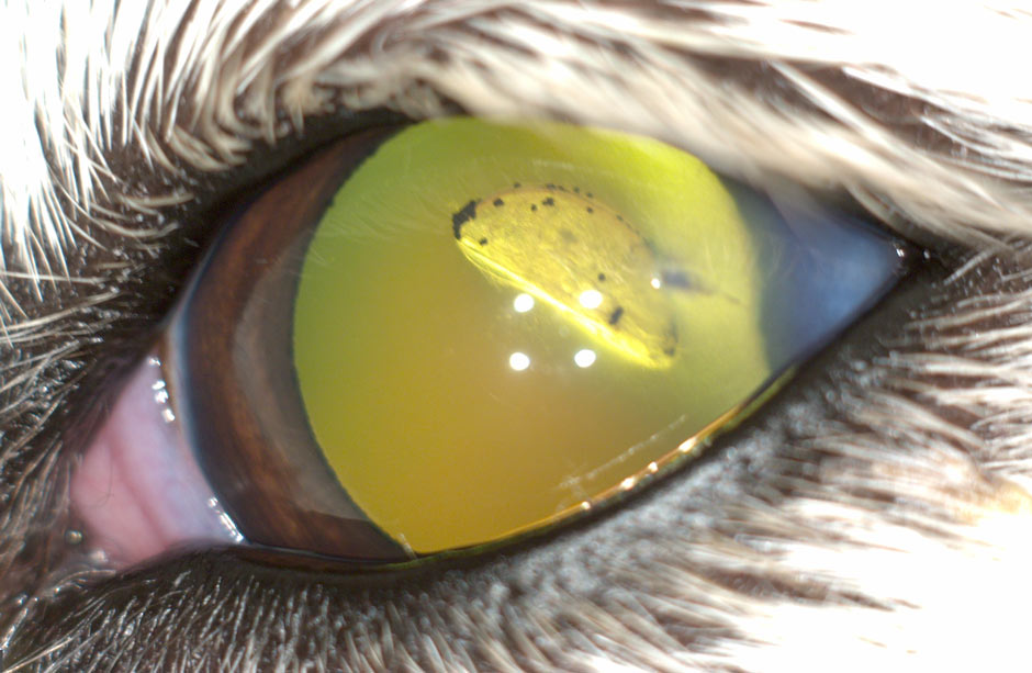 Травматическая катаракта у животного