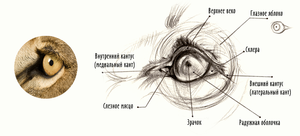 Строение глаза у кошки схема