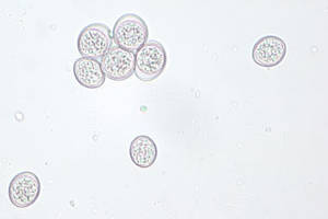 Клетки под микроскопом