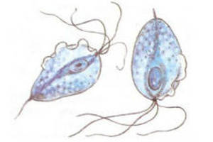 Бактерии трихомоноза