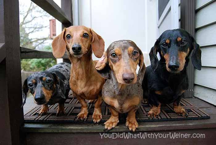 Four wiener dogs standing next to each other to show the color differences