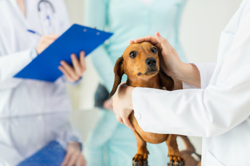 Take your dog to the vet right away if they suddenly can