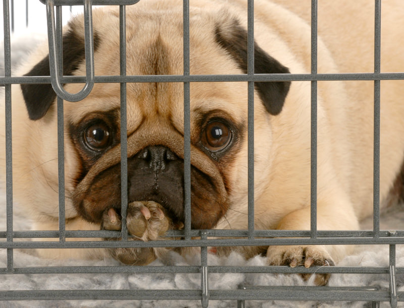 If your dog hurts it back, it will be put on strict crate rest