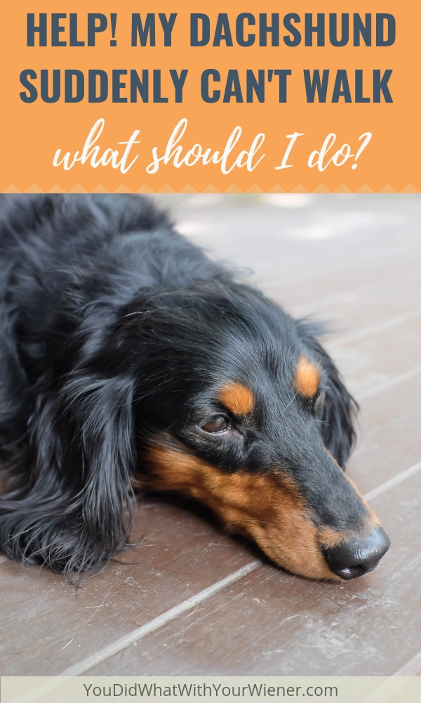 If your Dachshund is suddenly paralyzed and can