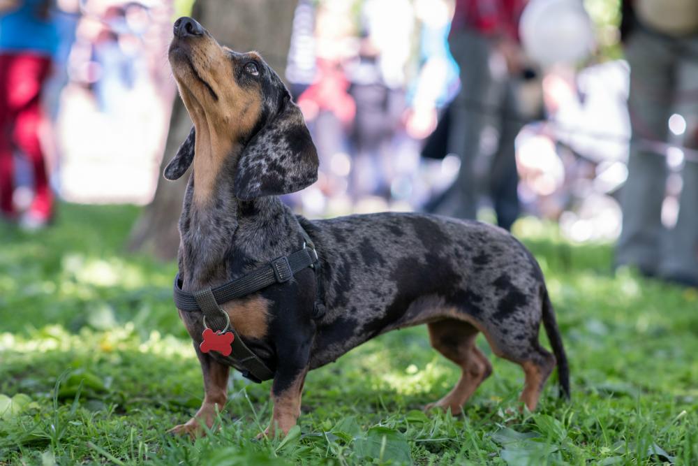 This Dachshund in the park looks fit and healthy