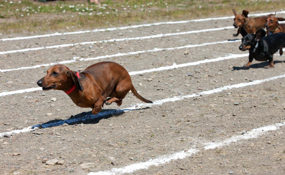 Dachshunds are natural athletes and can run fast