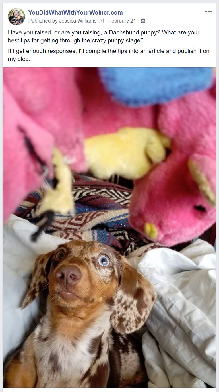 Facebook post asking Dachshund owners for their best puppy-raising tips