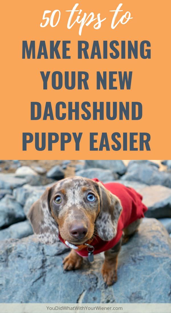 Dachshund Owners Answer: Tips to Make Life with Your New Puppy Easier