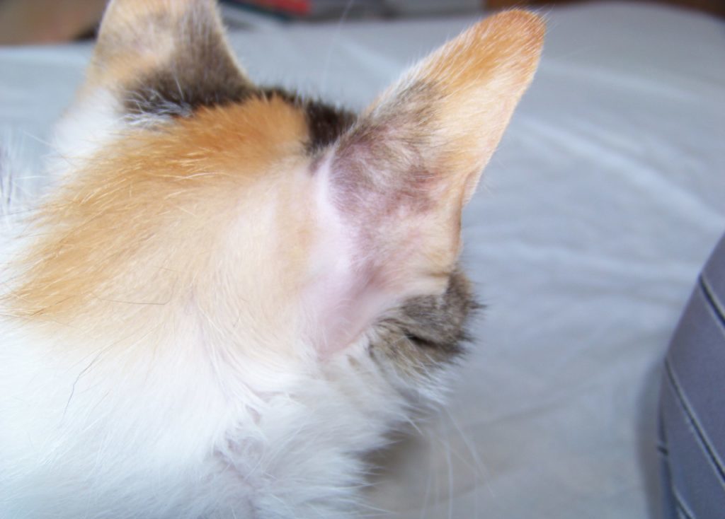 Гипотрихоз у кошки