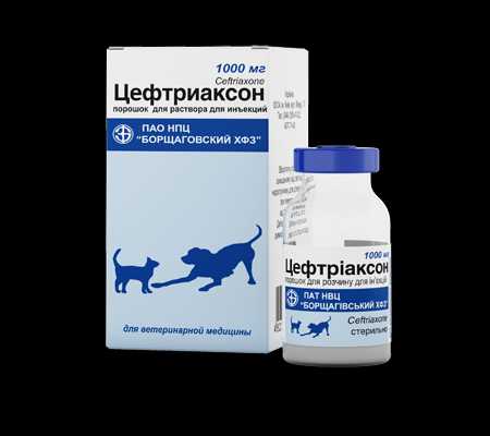 Можно кошкам цефтриаксон. Внутривенно антибиотик цефтриаксон собаке. Цефтриаксон таблетки 500 мг собакам. Цефтриаксон в таблетках для собак.